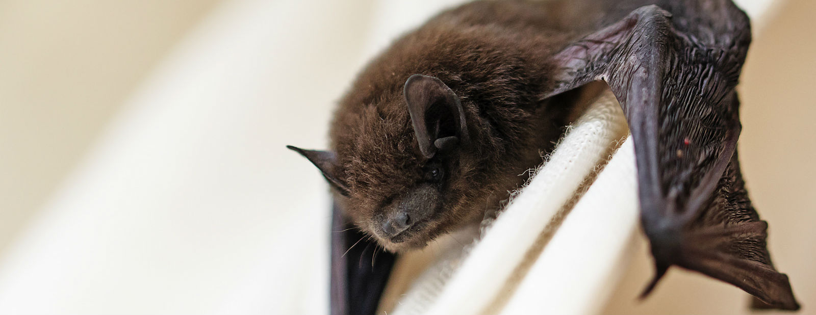 Lanacster, NY Animal Removal & Control