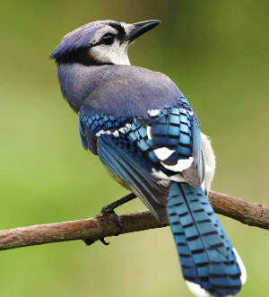 Springville, NY Bird Control and removal