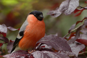 Lancaster, NY Bird Control