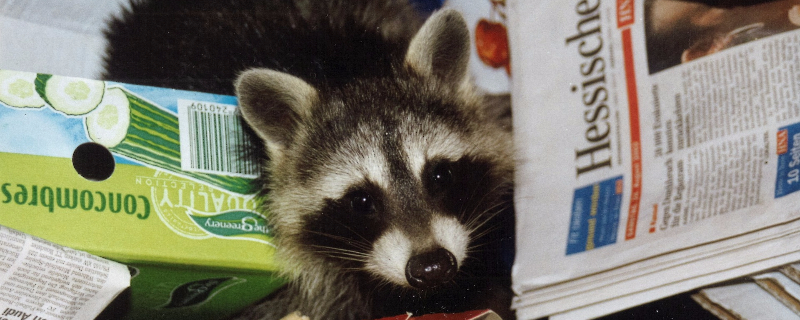 Lancaster, NY Wildlife Control