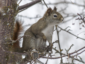 Squirrel Removal and Control in Clarence, NY