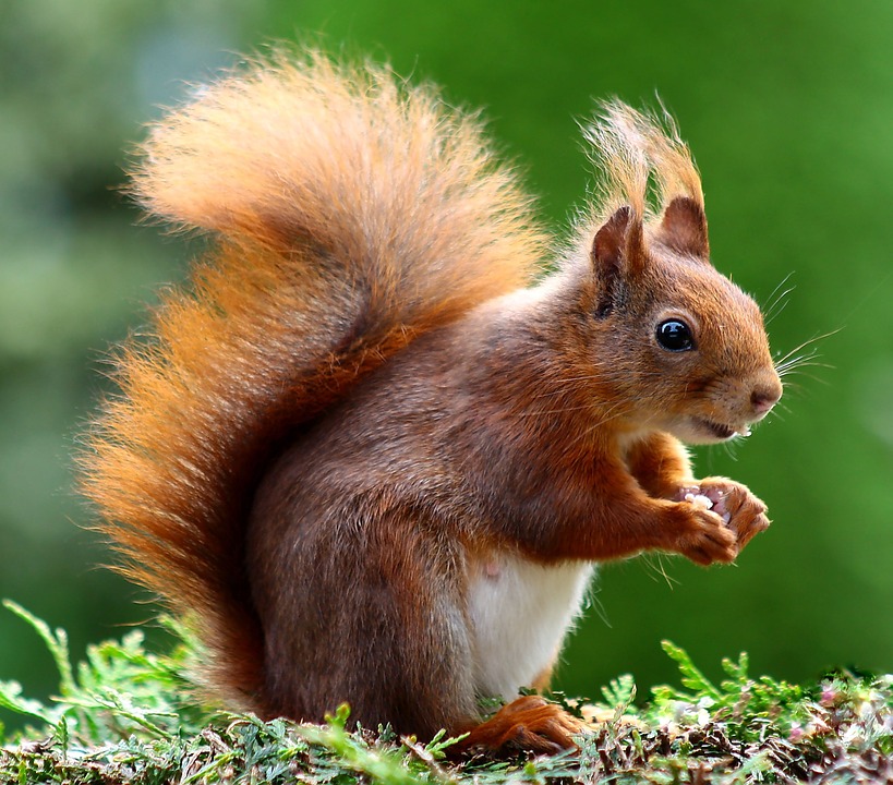 Squirrel Control Experts